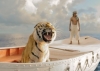life pi 